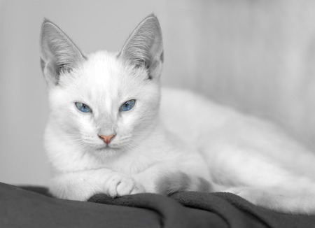 A kitten is looking with a serious blue eye stare.の写真素材