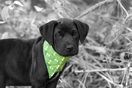 Adorable puppy cute black Labrador Retriever puppy with green bandana.の写真素材