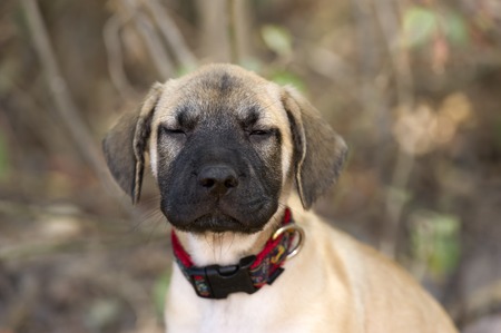 A funny puppy has his eyes half closed outdoors.の写真素材