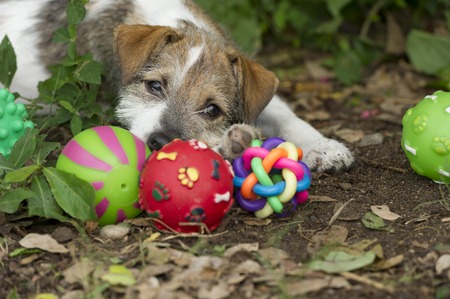 Cute puppy eyes with ball toys outdoors.の写真素材