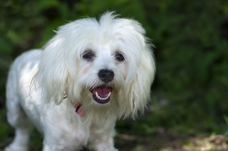 Funny Dog white fluffy fur with mouth open standing outdoors.の写真素材