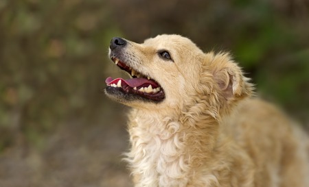 Happy dog is pretty and fluffy with great a big happy smile on her cute little face.の写真素材