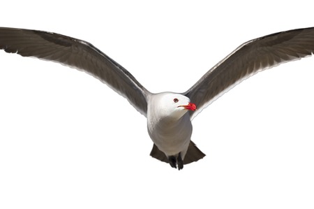 Flying Seagull closeup in full flight isolated on white.の写真素材