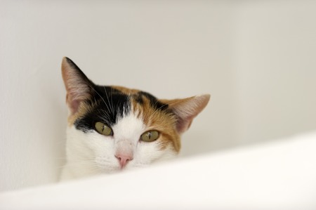 Curious cat eyes is a Calico cat with jade green eyes full of curiosity looking right at you.の写真素材