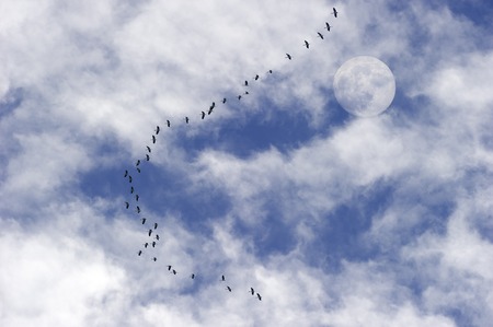 Clouds is a scencic shot of the sky with wispy white clouds and moon as a large flock of birds flies throught the skies.の写真素材
