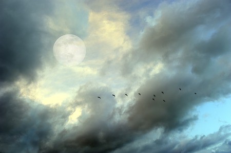 Moon clouds birds is a soft beautiful cloudscape over a blue sky with a silhouetted flock of birds flying by as a bright full moon rises in the evening sky.の写真素材