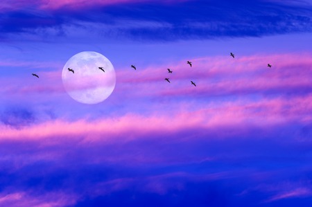 Moon clouds birds is a soft beautiful cloudscape over a blue sky with a silhouetted flock of birds flying by as a bright full moon rises in the evening sky.の写真素材