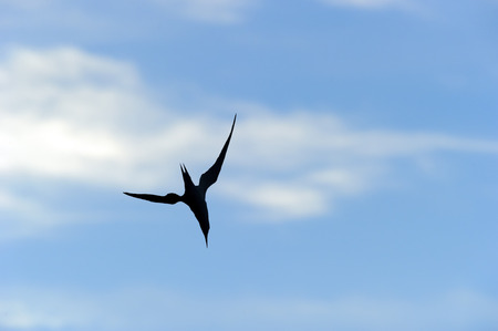Bird silhouette is a closeup of a bird flying at high speed set against a white and blue cloud filled daytime sky.の写真素材