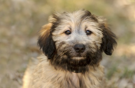 Cute puppy is a closeup of an adorable fluffy puppy dog outdoors.の写真素材