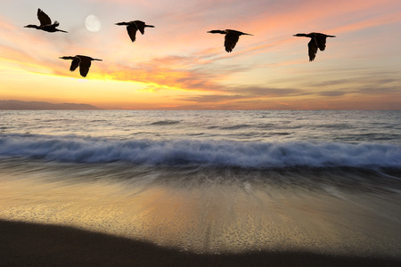 Birds silhouettes is five beautiful birds flying as one at sunset as an ocean wave rolls to shoreの写真素材