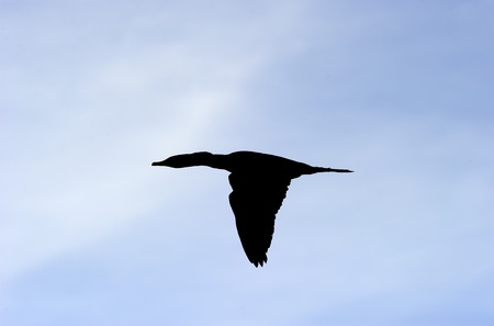 Bird silhouette is a detailed closeup of a beautiful bird captured in full flight as he thrusts his wings in a downward motion.の写真素材
