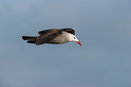 Seagull flying is a good looking pacific coast seagull flying in the blue mid day sky.の写真素材