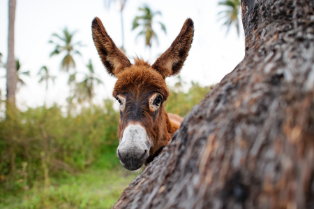 Donkey baby is a cute curious shy baby donkey with great big adorable floppy ears looking right at you.の写真素材