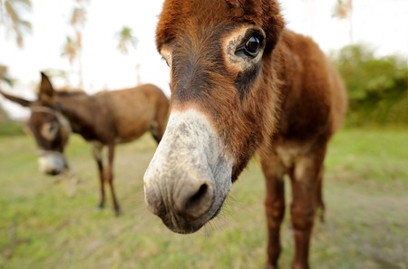 Donkey baby is a cute curious shy baby donkey with great big adorable floppy ears looking right at you.の写真素材