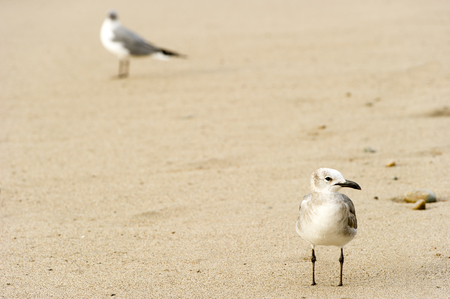 Seagull is a seagull standing in the sand and his flock mate standing in the background.の写真素材