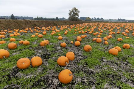 A pumpkin patch field full of ready to pick pumpkins to pick