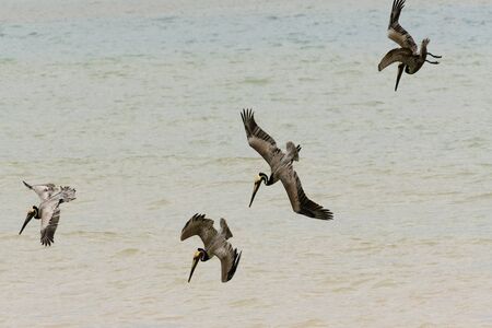 A group of pelicans are diving for their food.