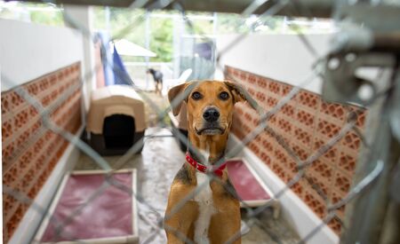 A Rescue Dog at an Animal Shelter is Looking Through the Fenceの写真素材