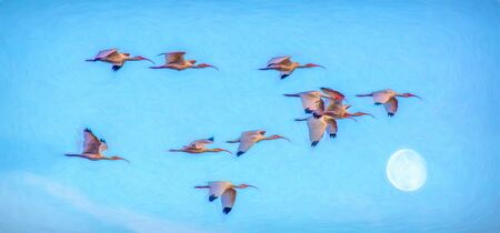 A Flock of Birds Are Flying As The Moon Rises in the Sky