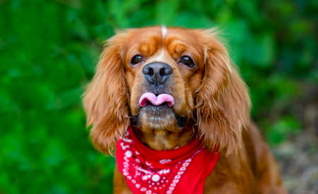 A Funny Looking Dog is Making a Funny Faceの写真素材