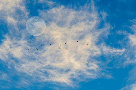 A Full Moon Rising in the Blue Sky As a Flock of Birds Fly Byの写真素材