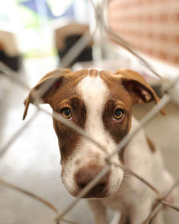 A Shelter Dog at an Adoption Shelter is Looking Sad Through a Fence in a Vertical Image Formatの写真素材