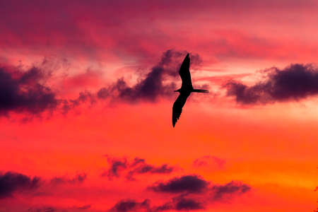 A Single Bird Is Flying Across The Vibrant Cloud Filled Sunset Skyの写真素材