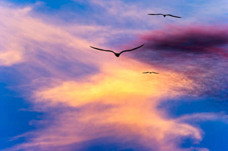 Three Birds Are Flying Together With Wings Spread Silhouetted Against A Vivid Colorful Sunset Sky