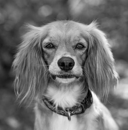 A Beautiful Cocker Spaniel Portrait Outdoors In Nature In Vertical Black And White Image Format