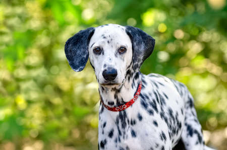A Dalmatian Dog With Is Staring At The Camera With A Soft Green Nature Outdoor Backgroundの写真素材