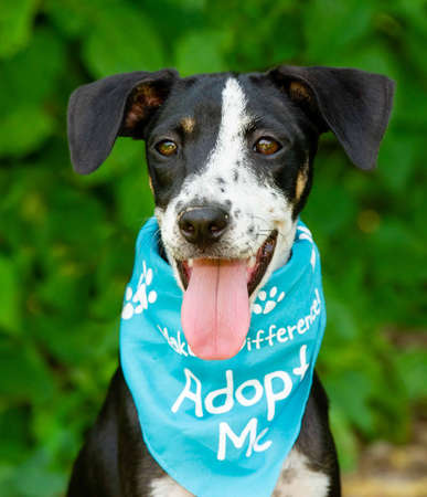 A Rescue Dog Is Wearing An Adoption Bandana In Vertical Image Format