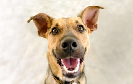 A Happy Dog Is Looking Very Excited With A Big Smile On His faceの写真素材