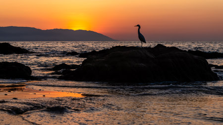 A Large Bird Great Egret Is A Silhouette Against A Colorful Sunset Sky 16.9の写真素材