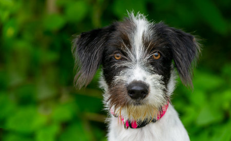 A Cute Scruffy Dog Is Outdoors Looking Straight Aheadの写真素材