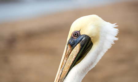 A Close Up Profile Head Shot Of A Pacific Coast Pelicanの写真素材