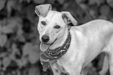 A Closeup Of A Rescue Animal Dog Outdoors Wearing A Bandana