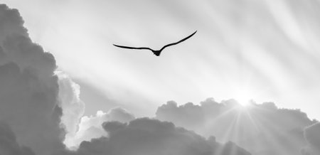 A Bird Silhouette Is Soaring Above The Clouds With Sun Rays Shining Through Black And White
