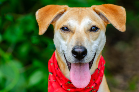 A Cute Dog Is Outdoors Wearing A Bandana With A Happy Look On His Faceの写真素材