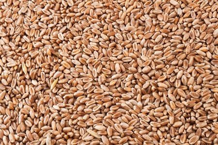 Wheat pattern or backgroundの写真素材