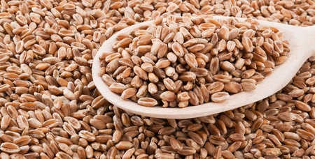 Wheat on spoon for backgroundの写真素材