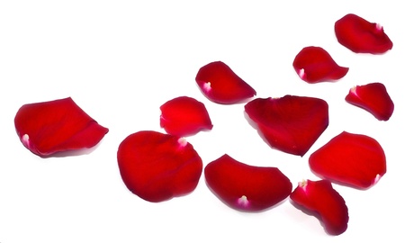 Red rose petals isolated on white backgroundの写真素材