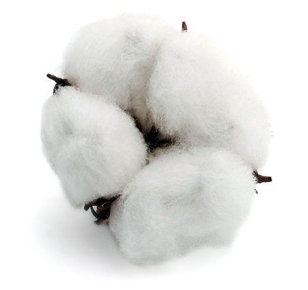 Cotton isolated on white backgroundの写真素材
