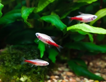 Gold neon tetra in aquariumの写真素材