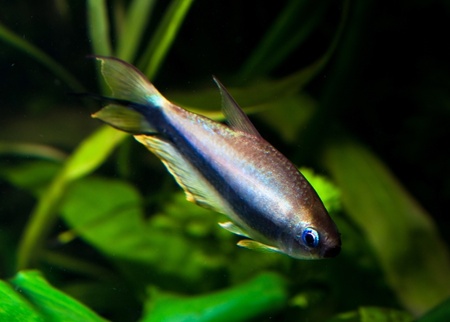 Elegant freshwater fish tetra palmeri