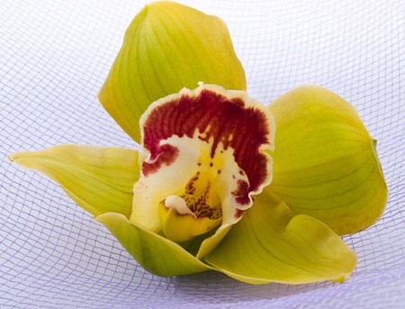Elegant green orchid on the textile backgroundの写真素材