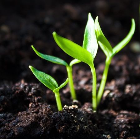 Group of the beginnings in soil