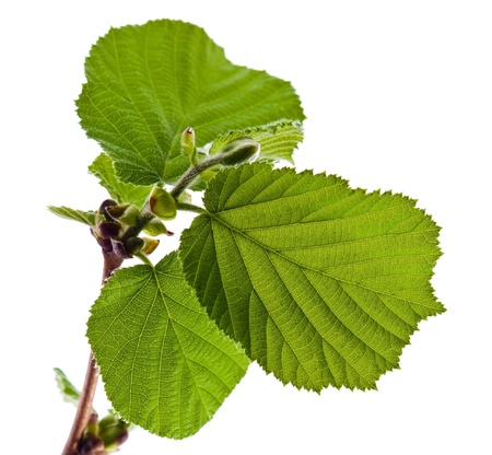 Branch of the hazel groveの写真素材