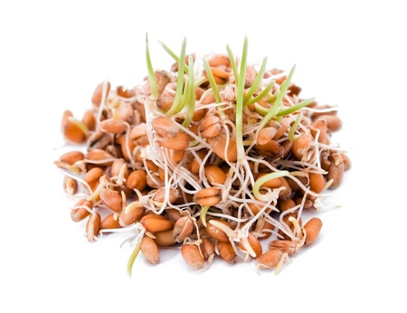 Sprouted wheat on white backgroundの写真素材