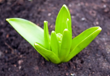 Flower beginning in the soilの写真素材