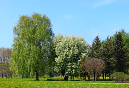 Spring park with yellow flowersの写真素材